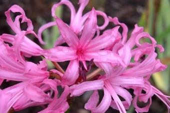Необычные цветы «лилии» — нерине и шпрекелия Нерине - растение универсальное